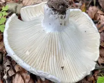 Földtoló galambgomba
