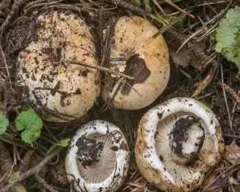 Földtoló galambgomba