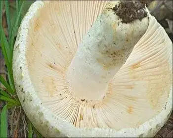 Varashátú galambgomba