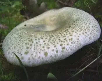 Varashátú galambgomba