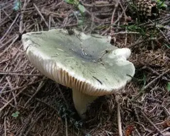 Varashátú galambgomba