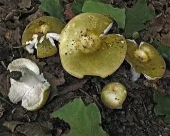 Dióízű galambgomba