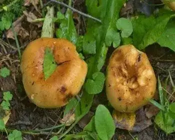 Stinking Russula