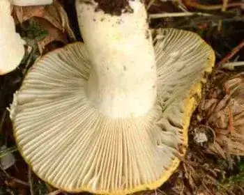 Büdös galambgomba