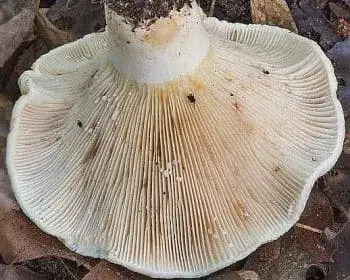Pelyhes keserűgomba