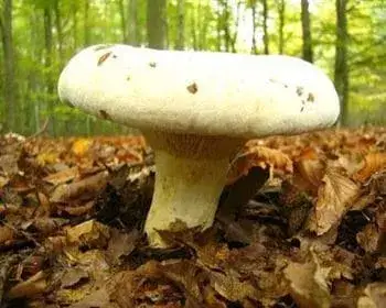 Pelyhes keserűgomba