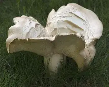 Pelyhes keserűgomba