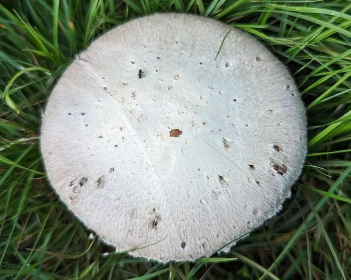 Mezei csiperke