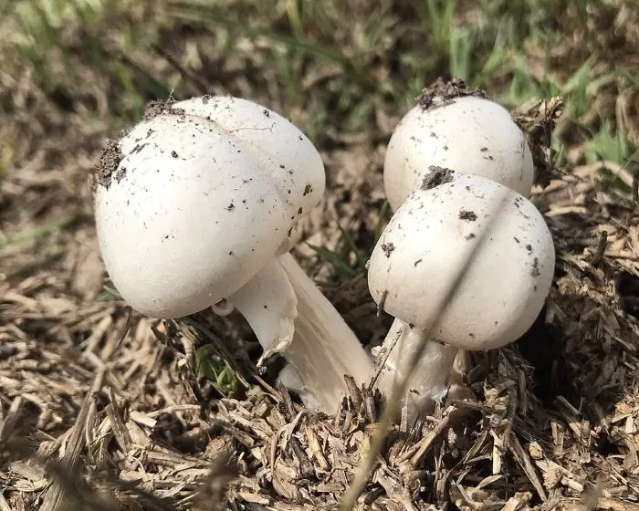 Mezei csiperke