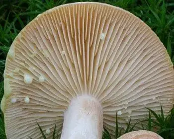 Sárgulótejű tejelőgomba