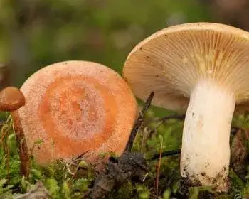 Sárgulótejű tejelőgomba