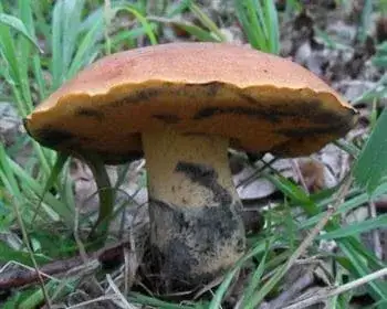 Vörös tinóru