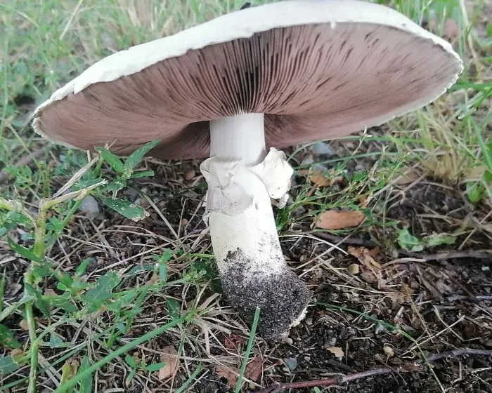 Erdőszéli csiperke