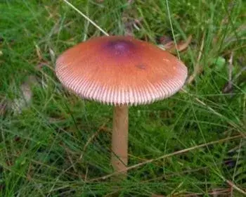 Rőt selyemgomba