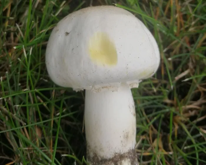 Karbolszagú csiperke