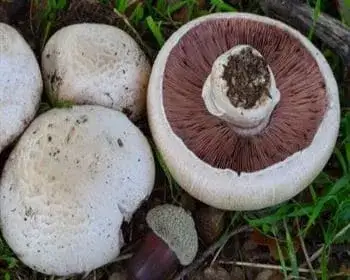 Szekszárdi csiperke