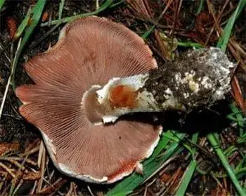 Ligeti csiperke