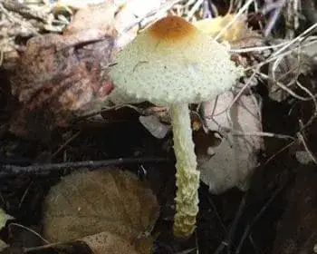 Gyapjas őzlábgomba