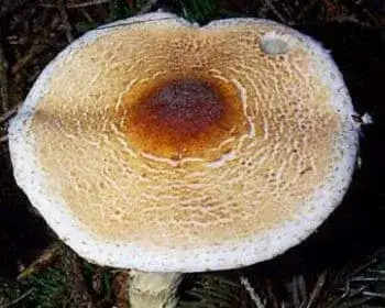 Gyapjas őzlábgomba