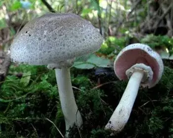 Möller-Egerling