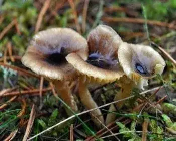 Fagyálló csigagomba