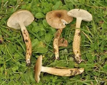 Olajszínű csigagomba