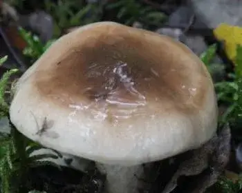 Olajszínű csigagomba