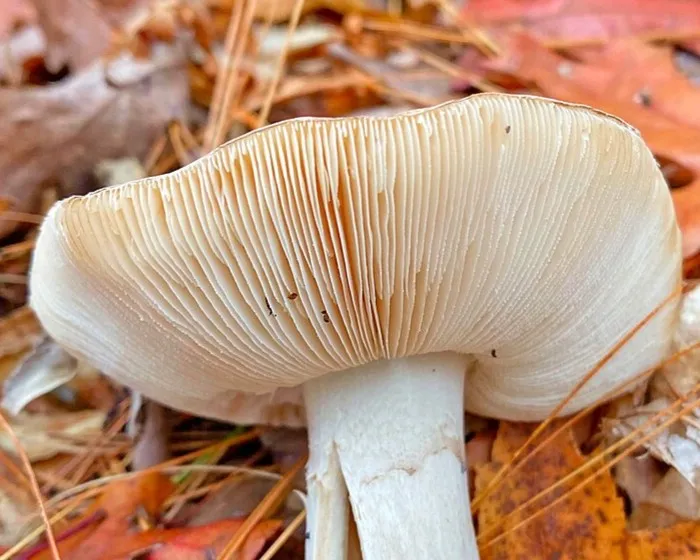 Citromgalóca