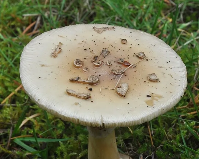Citromgalóca