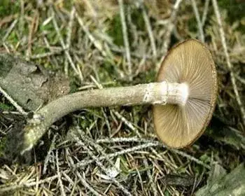Gumós tuskógomba