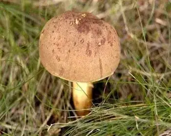 Molyhos tinóru