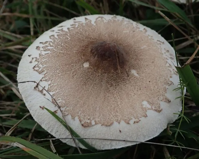 Karcsú őzlábgomba