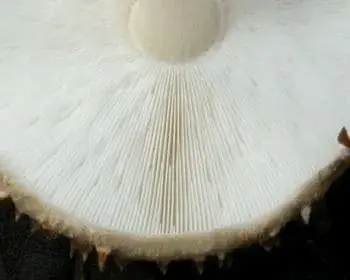 Tüskés őzlábgomba