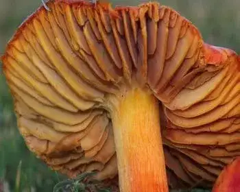 Vörös nedűgomba