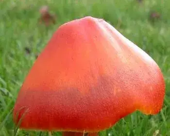 Vörös nedűgomba