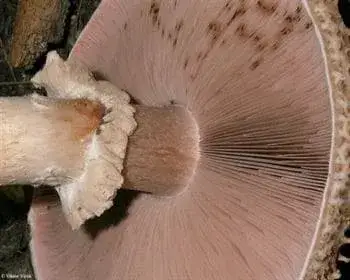 Csoportos csiperke