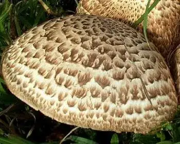 Csoportos csiperke