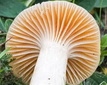 Élénkszínű nyirokgomba