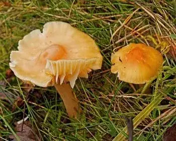 Élénkszínű nyirokgomba