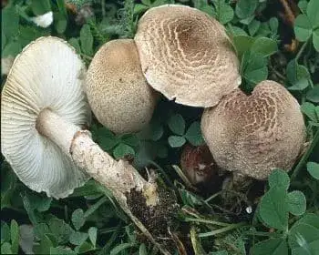 Rózsás őzlábgomba