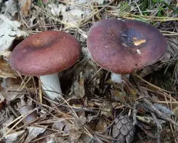 Entire Russula