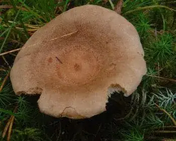 Daróc-tejelőgomba