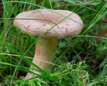 Daróc-tejelőgomba