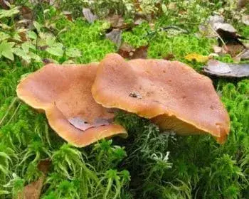 Daróc-tejelőgomba