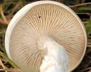 Mezei tölcsérgomba