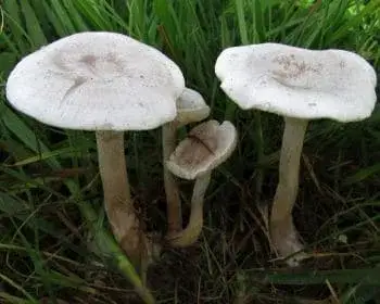 Mezei tölcsérgomba