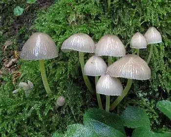 Enyves kígyógomba