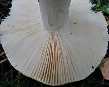Krómsárga galambgomba