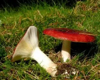 Marsh Russula