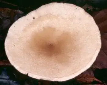 Sereges tölcsérgomba